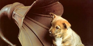 Про влияние музыки на собаку и музыкотерапию