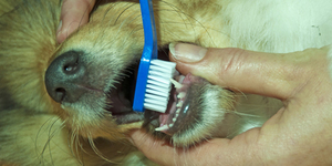 Псу тоже нужно чистить зубы