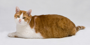 Самого толстого кота заставят похудеть