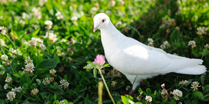 В Башкирии у заводчика голубей украли птиц