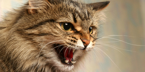 Агрессия кошки на ласку