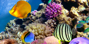Турниры у кораллового рифа