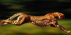 Раскрыт секрет скорости бега гепардов