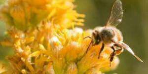 Пчелы умеют обращать вспять старение мозга
