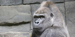 В чешском зоопарке повесился самец гориллы