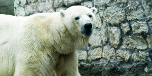 В Петербурге появится новый зоопарк
