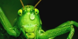 Недостающее звено в эволюции насекомых