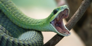 Змея убивает свою жертву с умом 