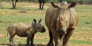 Детский дом для носорогов