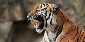 Амурский тигр поселится в зоопарке Ярославля