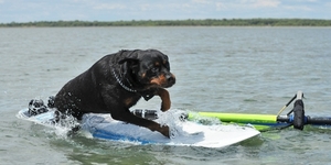 В США прошли собачьи соревнования по серфингу