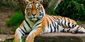 Тигр ранил посетителя зоопарка в Нью-Йорке