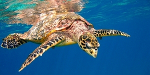 У берегов США спасли редкую черепаху