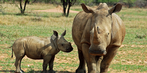 Браконьеры оставили без рогов 14 носорогов