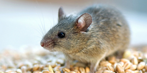 Биологи вывели мышей-саперов