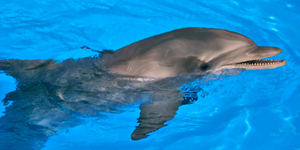 90 дельфинов выбросились на берег