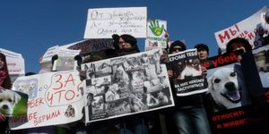 Митинг против убийств собак прошел в Москве