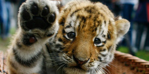 В Приморском крае спасают тигренка