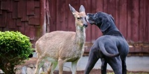 Собака и олень стали друзьями