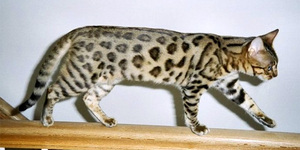 Серенгети (Serengeti cat)