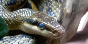 Открыты новые виды змей и членистоногих