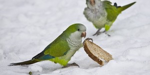 Как согреть замерзшую птицу