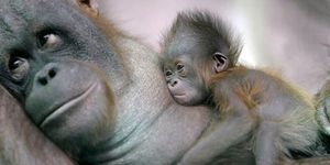 В Аргентине признали право орангутанга на личную свободу