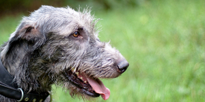 В Чехии массово закупают собак-волкодавов