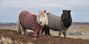 Шотландские свитера для шотландских пони!