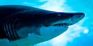 Кого боятся белые акулы