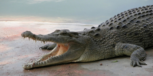 На Филиппинах умер самый большой крокодил