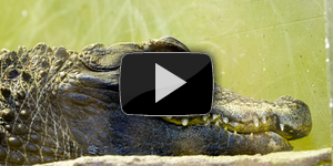 Крокодил напал на фотографа в Коста-Рике