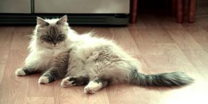 Невская маскарадная кошка: пушистое чудо