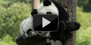 Панда баюкает малышей