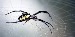 Мифы и легенды о пауках