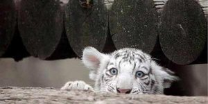 В Японии родились белые тигрята