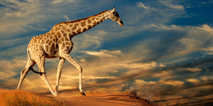 Зачем жирафу длинная шея