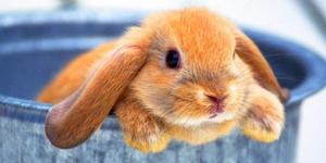 Почему кролик не ест