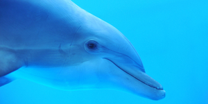 Кашалоты приютили дельфина-инвалида 