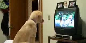 В США появился телеканал для собак