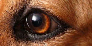 Мир глазами собак