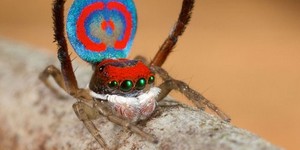 Хит-парад пауков: 8 уникальных видов