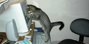 Любят ли кошки компьютеры