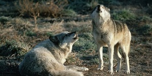 Волки воют, как хотят