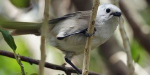 Орнитологи выделили новое семейство птиц