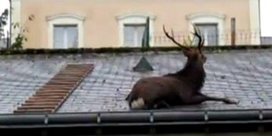 С крыши гаража во Франции сняли оленя