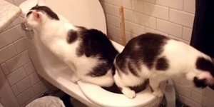 Приучаем кота ходить в туалет на унитаз