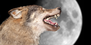 В Крыму в подъезде дома нашли волка