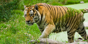 Тигров и леопардов защитят