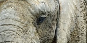 В московском зоопарке умерла слониха